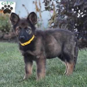 Everly, German Shepherd Puppy